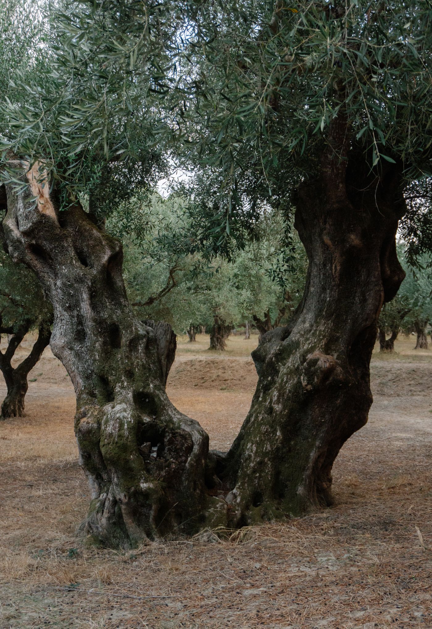 A mature live olive tree growing in a sunlit grove in Greece
