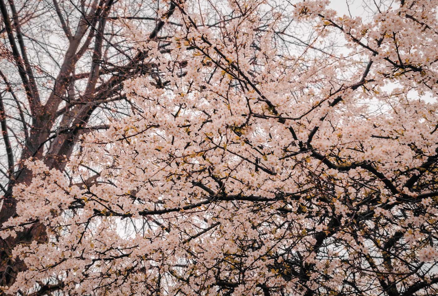 Live cherry blossom branches covered in pale pink spring flowers