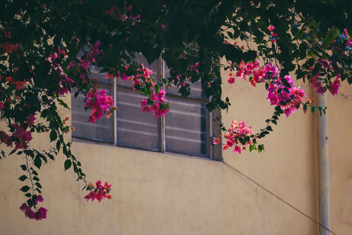 Live pink bougainvillea climbing across a weathered exterior wall